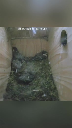 Beast Attacks Blue Tit's Nest - Baby Birds Fear for Their Lives 🐦🦉 #WildlifeEncounter #NestPredator #SurvivalStruggle #NatureDrama #FYP