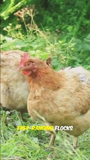 How Many Bugs Can a Chicken Eat in a Day? 🐛🐔