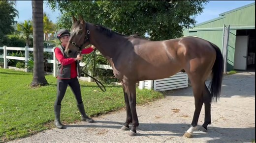 🚀 LAST SHARES REMAIN! 🚀 4yo MCADAM has arrived at Kembla Grange with Mitchell Beer Racing and he’s in great order! Maiden winner at the Valley - A strong race that’s produced 4 individual winners and 8 wins. ✅ With his low rating he’s got plenty of prizemoney to pick up along the way and he’s very affordable! Shares from $500 🤝🏼 📧 Admin@jjjracing.com.au | JJJ Racing