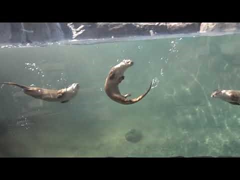 Milwaukee County Zoo Otters Swimming