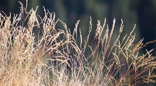 Wildfire threat increases for parts of Oregon on Thursday. What to know