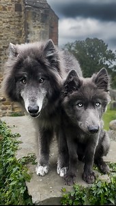 332K views · 30K reactions | Two Blue Wolves in your local cemetery.. what will you do?  My Blue Wolf #bluewolfdog #bluewolf #wolf #wolves #werewolf #vikingwolf #wolfpack #creepy #vikings #mythicalcreatures #mybluewolf #direwolf #gameofthrones | Anneka Svenska | Facebook