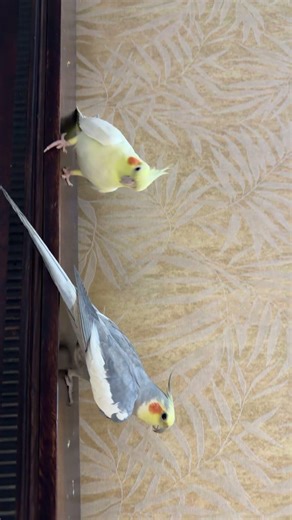 #cockatiel#coco#key