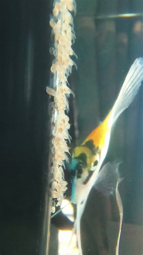 Momma Angel Fish tending to its frys #fishtank #breeding #aquarium #hobby