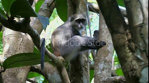 Syke's monkey (Cercopithecus mitis ssp. albogularis) in Jozani Forest on island of Zanzibar, Tanzania, Africa. Close up of feeding on leaves and fruits.