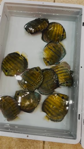 6.6K views · 108 reactions | The discus season for 2025/2026 is officially open! At least for me  Amazonas Aquaristik @alle @follower | Amazonas Aquaristik | Facebook