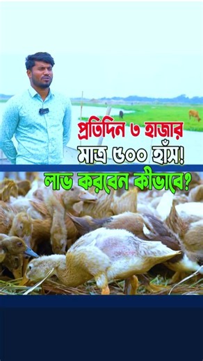 ৫০০ হাঁস থেকে প্রতিদিন ৩ হাজার টাকা লাভ? কীভাবে সম্ভব! #হাঁস_পালন #duckfarming