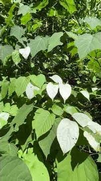 山歩き ・・・ マタタビの白い葉
