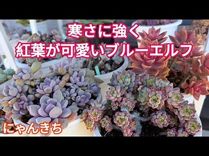 [Succulents] I took care of Blue Elf, a cold-hardy succulent with lovely autumn leaves 😊