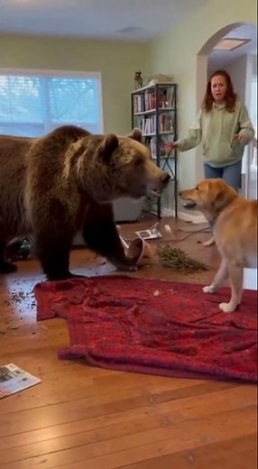 UNBELIEVABLE! Golden Retriever Protects Mom from MASSIVE BEAR Inside House 😱🐻🐕 #animals #wildlife
