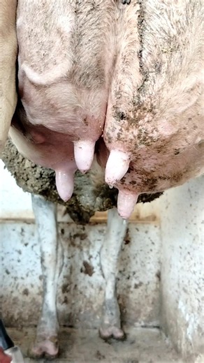 Cow Milking Process with Milking Machine | Fresh Milk Collection & Teat Dip