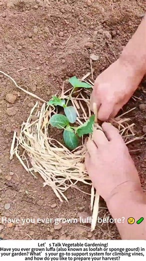 Planting Luffa Seedlings – From Soil to Summer Table! 🌱🥒