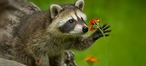 What You Need to Know About Raccoons | DoItYourself.com