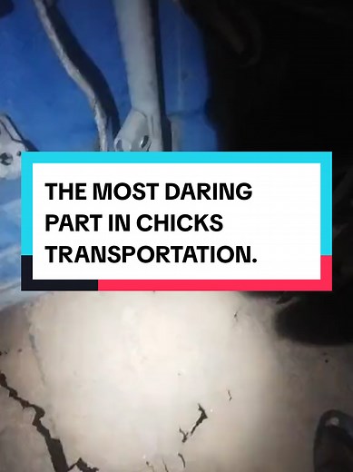 Chicks Transportation Process in Kenyan Poultry Farming