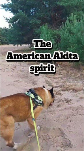 The Legacy of the American Akita Bing & Diamond #puppy #puppy shorts