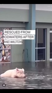 In the aftermath of Hurricane Milton in Lithia, Florida, a pig was rescued from floodwaters after being found tied to a gas station. Local residents came together to save the pig, whom they have named “Millie.” Along with Millie, they also found and safely rescued a donkey and several goats. | WPLG Local 10