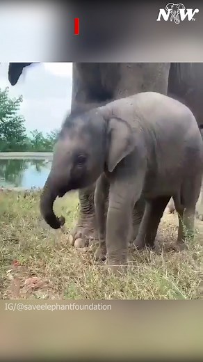 Adorable baby elephant. #babyelephant #cute | I Love Elephants