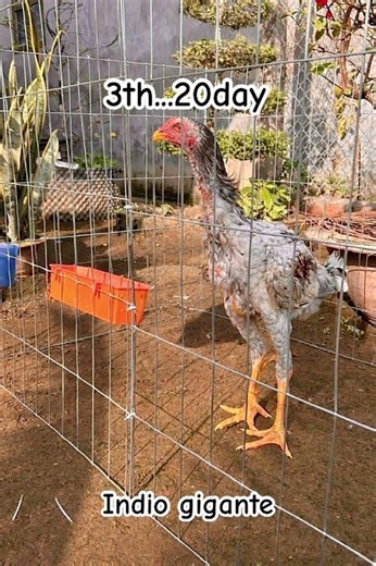 #shorts #indiogigante #gachoivietnam #rooster #chicken #viralvideo #animals #gadep#viralvideo