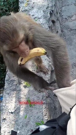 wild human friendly monkey is getting food from pocket of my jacket | wood animals #monkeys