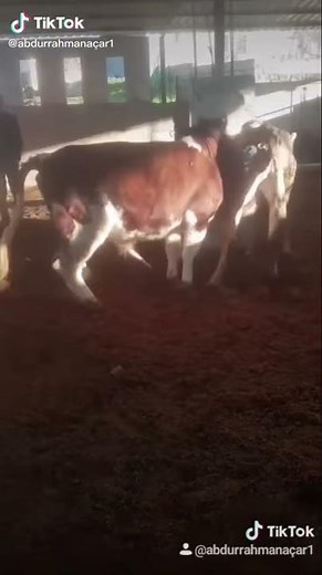 Hayvan çiftleşmesi