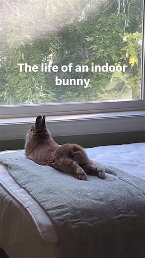 Allbunnee on Instagram: "Bunny life = naps, snacks, and full royal treatment 🐰👑 Comment if your bunny also lives better than you 😂 Follow Allbunnee for more bunny content + healthy natural rabbit treats🍎💕 @banditandmaple ❤️ #bunny #housebunny #rabbitlife #spoiledbunny #bunnyowner #petcommunity #allbunnee"