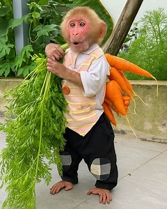 Bibi's Carrot Harvesting Secrets Revealed! | Family BiBi