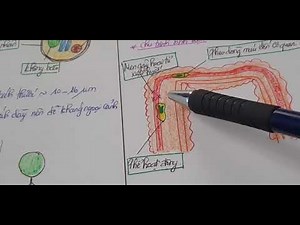 Entamoeba histolytica