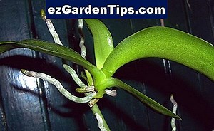 Soin d'orchidée de bébé de Sharry 🌱 Conseils Jardiniers - Fr.ezGardenTips.com