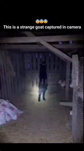 flicks creator on Instagram: "This is a strange goat captured in camera Follow👉 (@weirdlyflickers)👈 For ghost sighting,haunted places & paranormal truth, mysterious videos ⚠️ No copyright infringement intended 📩 DM for credit/removal requests1. 👻 Best ghost encounter clips #StrangeGoat #CaughtOnCamera #WeirdFootage #UnusualSighting #MysteryVideo ViralClip OddMoments Unexpected CreepyVideo RareFootage ▫️Mysterious Content | Haunted House | Unexplained Clip ▫️ Haunted House Moments | Mysteriou