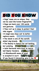 314K views · 4.2K reactions | Amazing Dog Facts You’ve Never Heard Before!  #facts | Devlop Express | Facebook