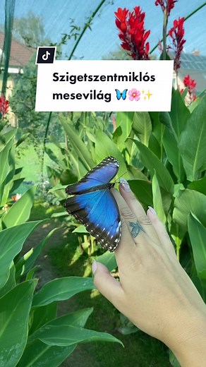 Motobutterfly Hungary Butterfly Garden in Szigetszentmiklós
