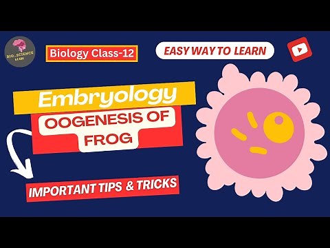 Embryology: Oogenesis - Phases and Process Explained|Bio_Science Guide