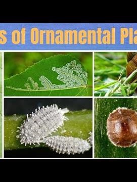Common Insect Pests of Ornamental Plants | Pest Identification with Pictures - Gardenia services