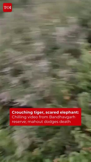 A #tiger attack on an #elephant squad during a rescue operation in the #Bandhavgarh Tiger Reserve’s Manpur buffer zone left a mahout injured recently. The incident occurred near the village of Balhond’s Muhabola area, close to the forest boundary Details here 🔗 http://toi.in/s9pvPa #MadhyaPradesh #MPnews #tiger #tigerreserve #viralvideo | The Times of India