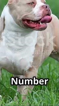 Top 5 Pitbull Breeds You Need to Know!