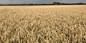 Learning from world record wheat yields