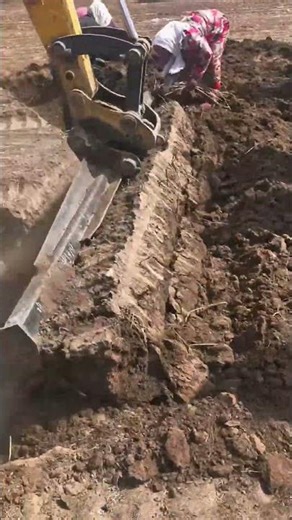 Root Rake Excavator Attachment | Digging Root Herbs Process