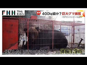 「窓開けたらいた」住宅街騒然“4時間居座りクマ”を緊急銃猟 北海道では“400キロ級”巨大熊捕獲