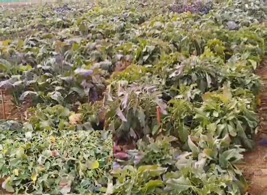 The ICAR–Central Institute of Temperate Horticulture (ICAR-CITH), Srinagar, successfully organized the Kale Carnival today with the objective of showcasing recent research achievements, promoting nutritional awareness, encouraging value addition, and strengthening farmer–scientist–policy interactions on kale cultivation in temperate regions. The programme commenced with the welcome and sapling plantation by the Chief Guest, Prof. (Dr.) Nazir Ahmad Ganai, Hon’ble Vice Chancellor, SKUAST-K, Shalim