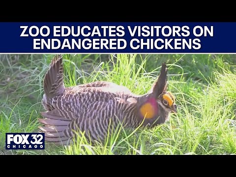 Brookfield Zoo educates visitors on endangered prairie chickens, conservation efforts