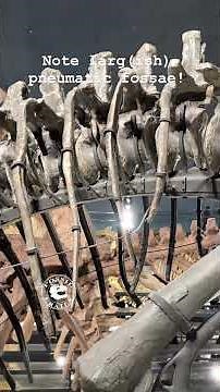 Allosaurus Surprise! Dr. BC Encounters an Unfamiliar Skeleton