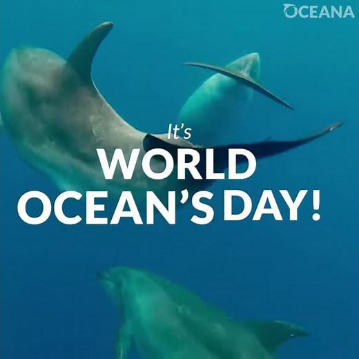 3 Ways You Can Make an Impact for World Oceans Day | Oceana