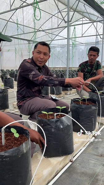 sobat amazing ada yang tau bibit tanaman apa ini😀😊✨✨🌱 #amazingfarm #kesegaranterbaik #hidroponik