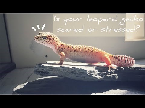 8 Signs Your Leopard Gecko is Scared or Stressed Out