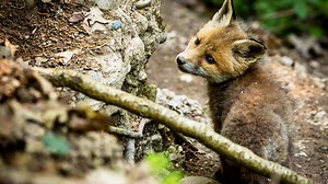 Animalis: Der Fuchs (6/10)