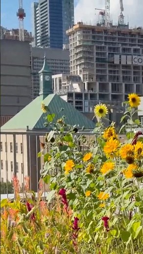 Geography Facts: What is Human Geography? Social Studies Short | Science Shorts #shorts