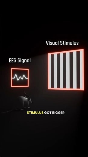 The Strongest Experiment Ever On Neuroplasticity