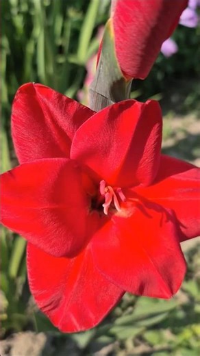 The most beautiful Red bulbous flowers from my Garden #flowerszone #flower #lule #bulbousflower #red