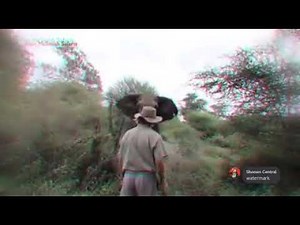 Conqueror's Haki in real life.