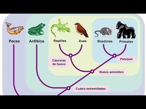 What is CLADISTICS?